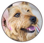 Dog walks that suit you!