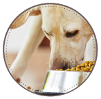 Dog walks that suit you!