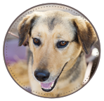 Dog walks that suit you!